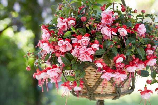 Fusschia bella 'semi trailing Laura'