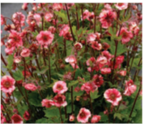 Geum "Tempo Rose"