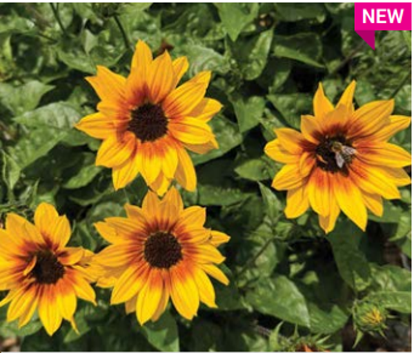 Helianthus "Sunbelievable Brown Eyed Girl Compact"