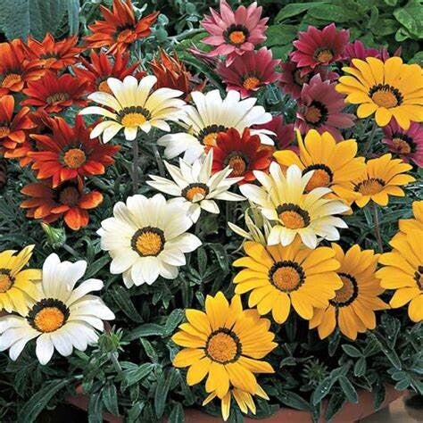 Gazania mix van kleuren