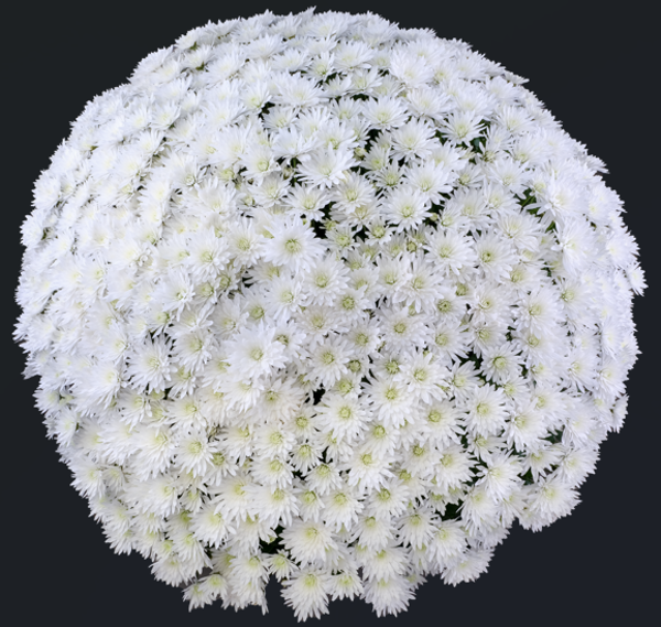 Impact white