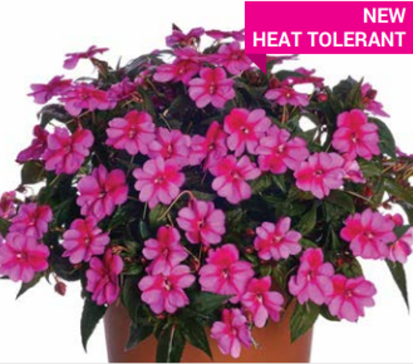 Impatiens "Sunpatiens Compact Purple Candy"