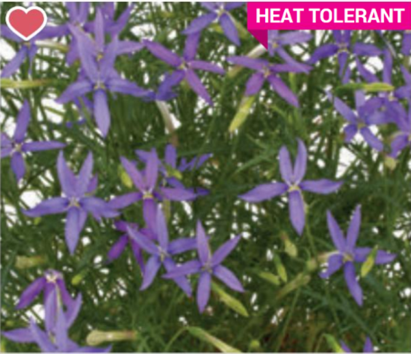 Isotoma "Stella Blue"