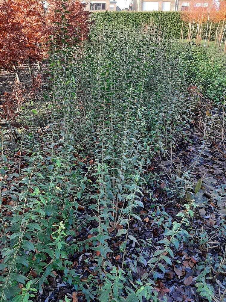 Ligustrum vulgare 'Atrovirens' 100+