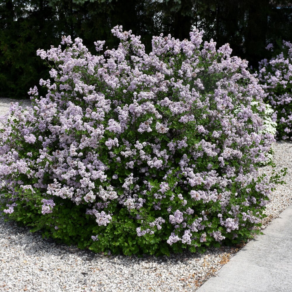 Syringa meyeri 60-80
