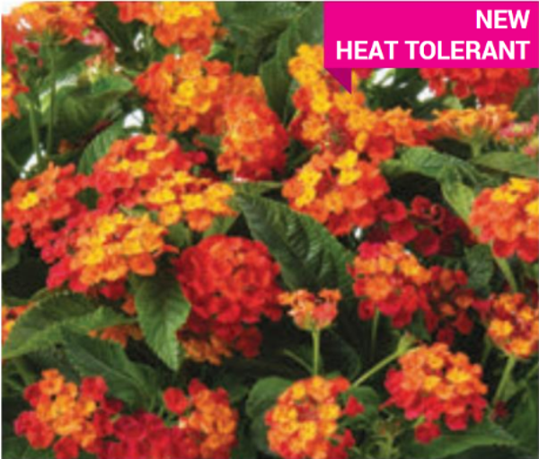 Lantana 'Gem Ruby'
