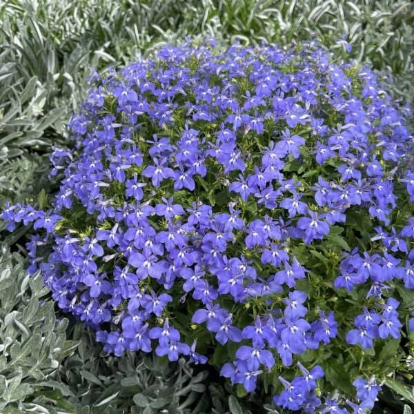 Lobelia erinus Africo Oasis Blue