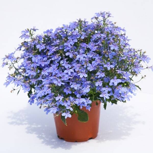 Lobelia erinus Hot Water Blue