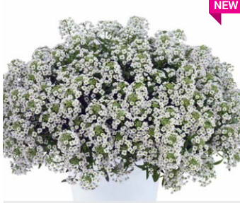 Lobularia "Stream Compact White"