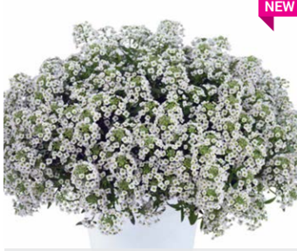 Lobularia "Stream Compact White"