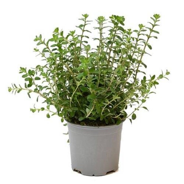 Oregano