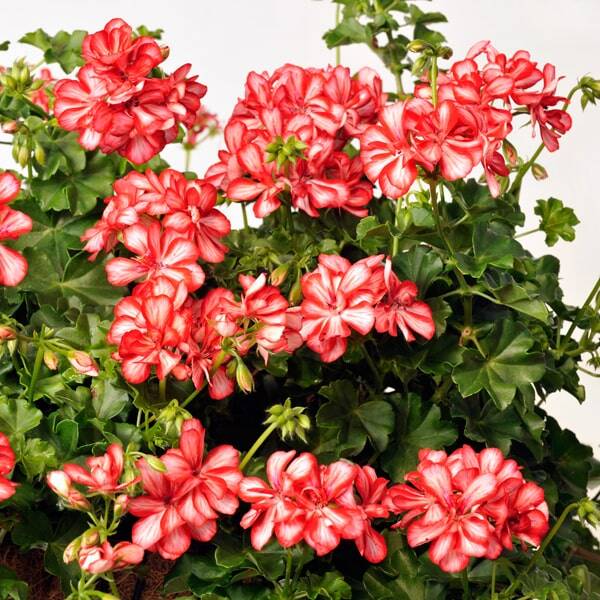 Pelargonium peltatum Double Mexica Ruby