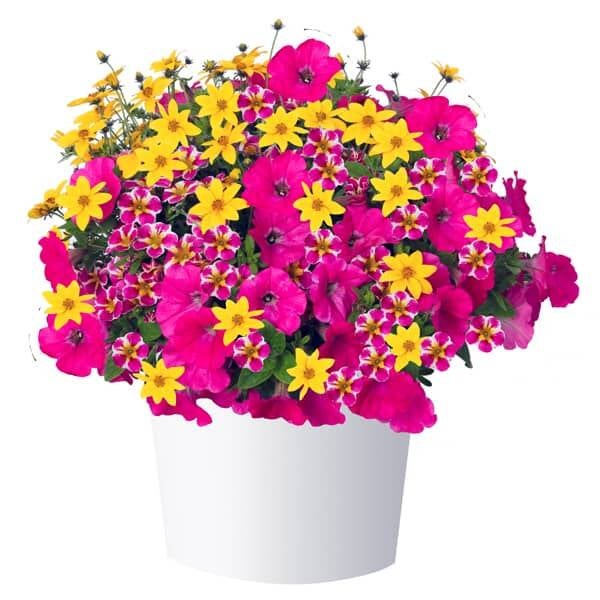 Durabella hybrida Pop Culture