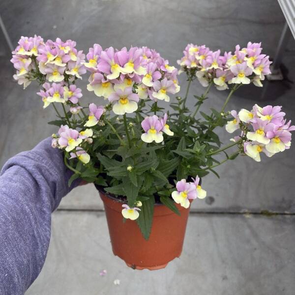 Nemesia hybrida Neminio Up Pink Lemon