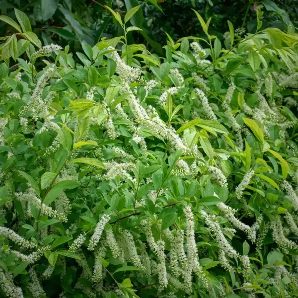 Itea virginica 60