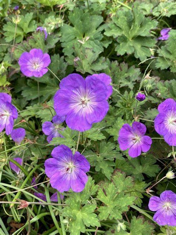 Geranium "Rosanne"