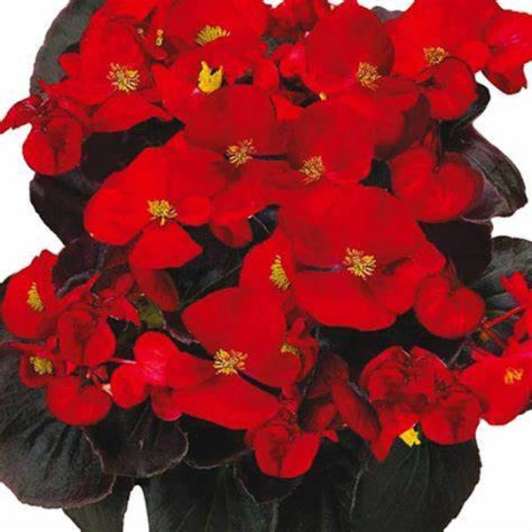 Begonia semperflorens "Mascotte Scarlet Improved""
