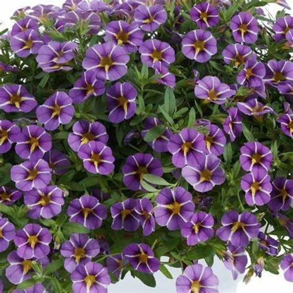 Calibrachoa Colibri Purple Bling