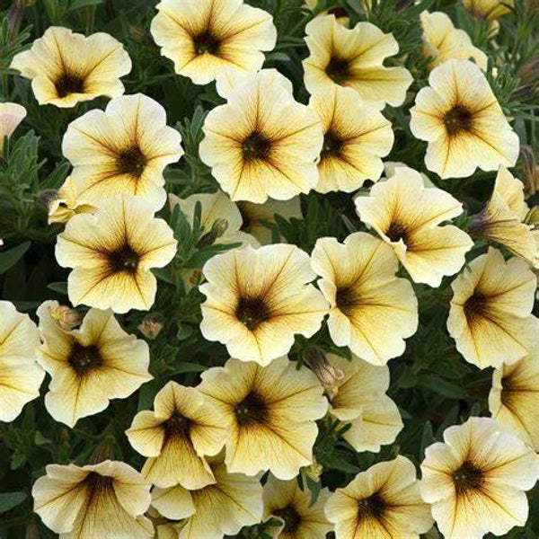 Petchoa Beautical "French Vanilla"