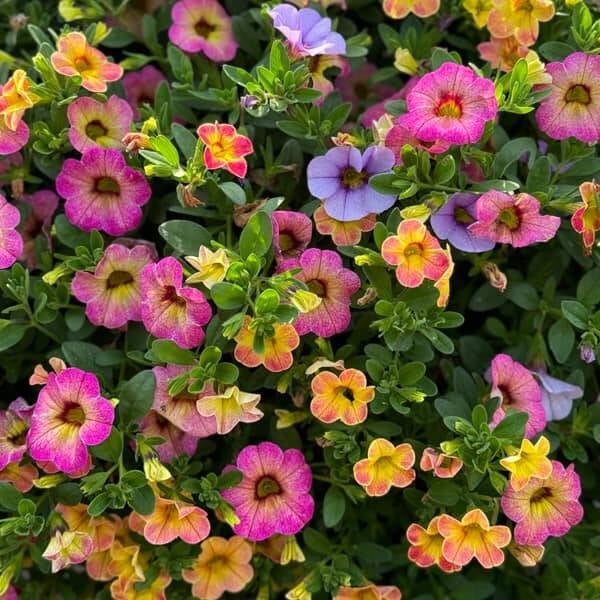 Calibrachoa hybrida Ombre Sundown trio
