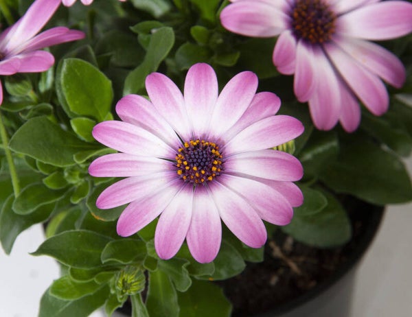 Osteospermum 'Rosita'