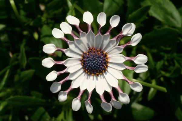 Osteospermum 'White Spoon'