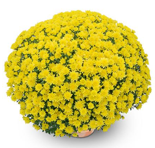 Diva Yellow