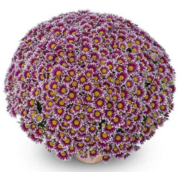Newton Violet White®