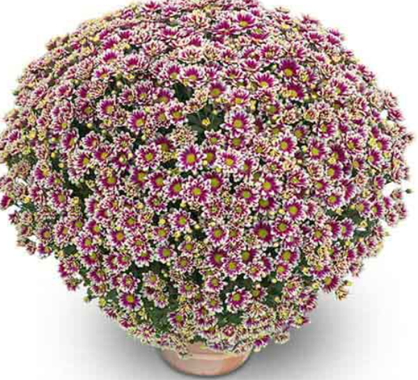 Picto Violet White®