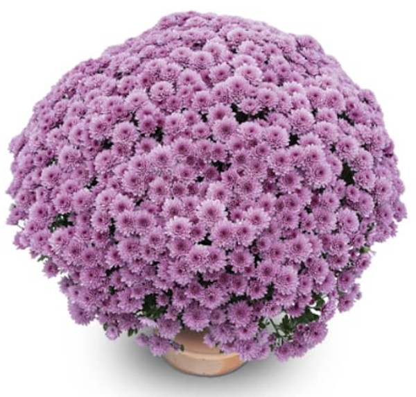 Scala Rose®