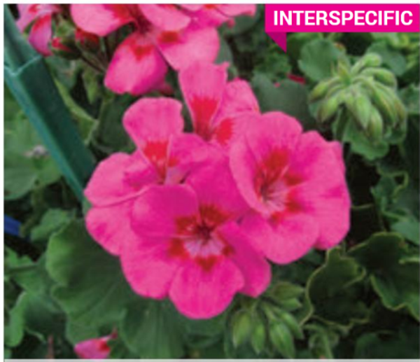 Pelargonium 'twoinone Pink Splash'
