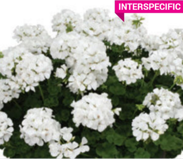 Pelargonium 'twoinone White'