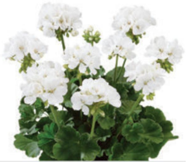 Pelargonium zonale 'Glacis white'