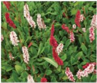 Persicaria affinis "Darjeeling Red"