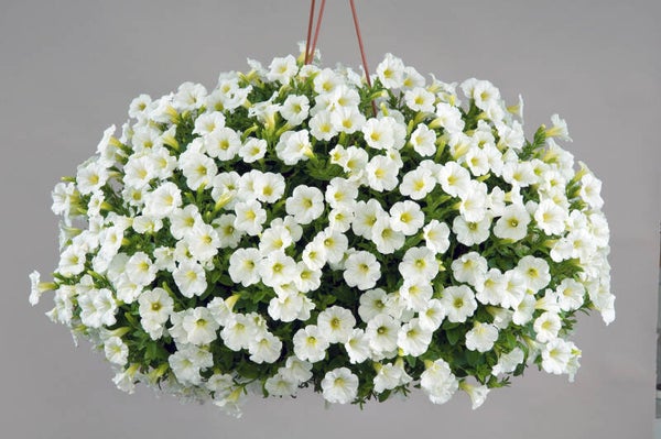 Petunia Mini Vista White