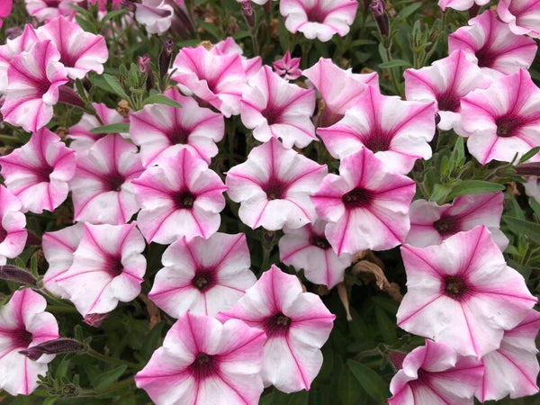 Petunia minivista 'Pink Star'