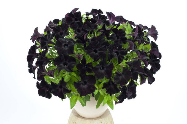 Petunia "Ray Black"
