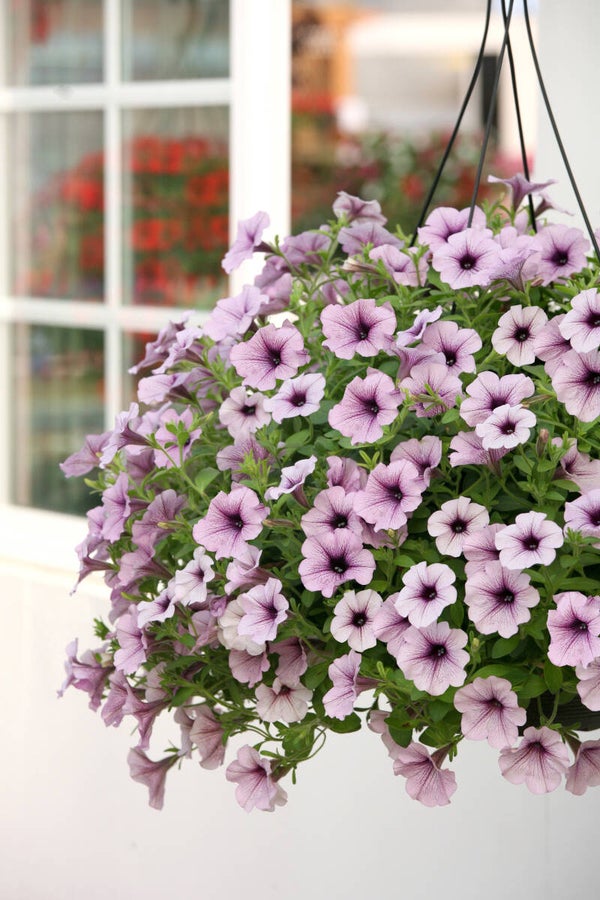 Petunia Surfinia "Compact Purple Vein"