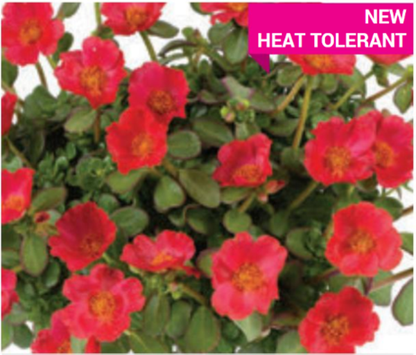 Portulaca "Nano Tropical Punch"