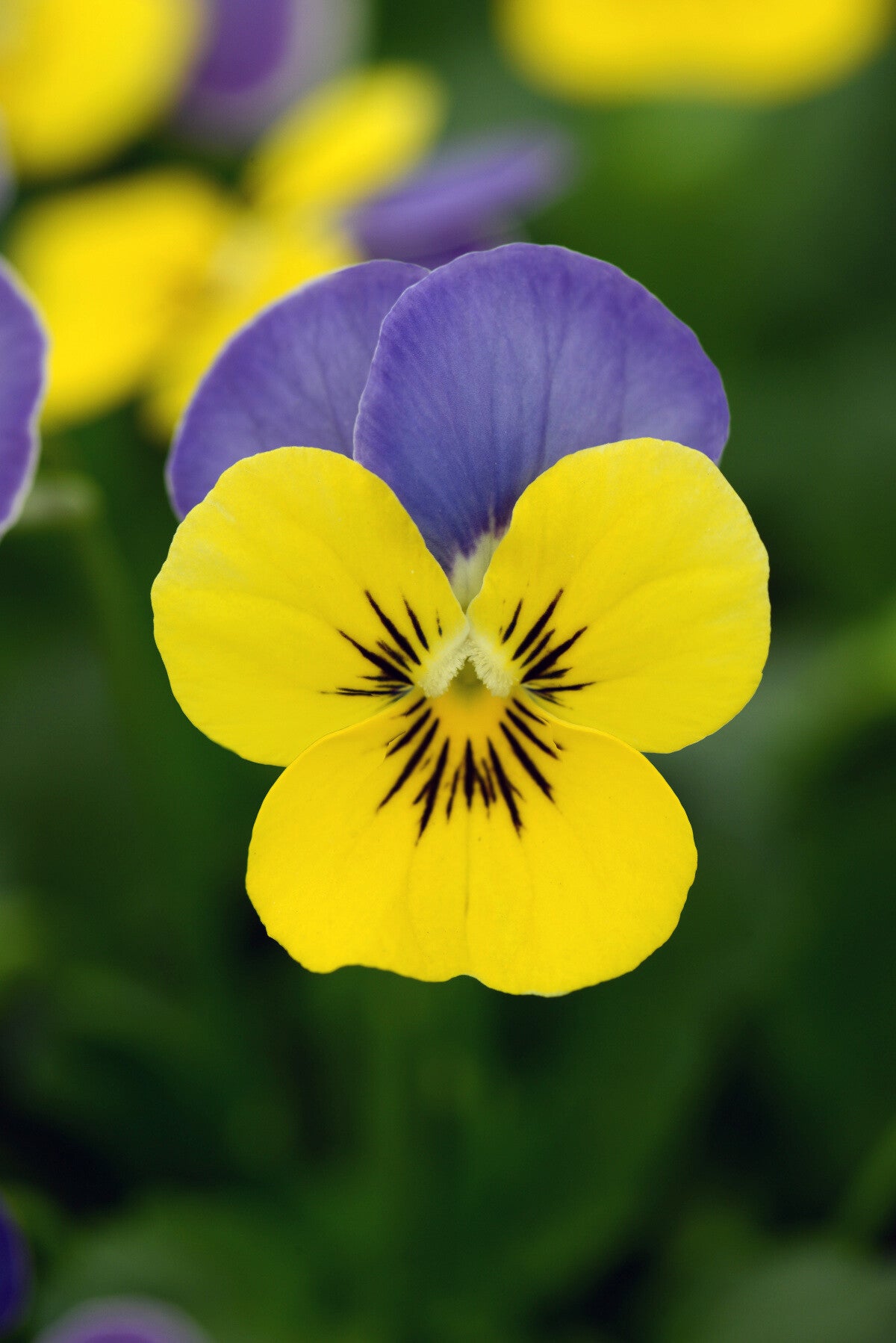 Viola cornuta "Butterfly Blue Yellow"