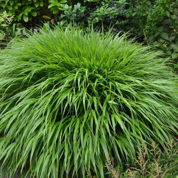 Hakonechloa macra