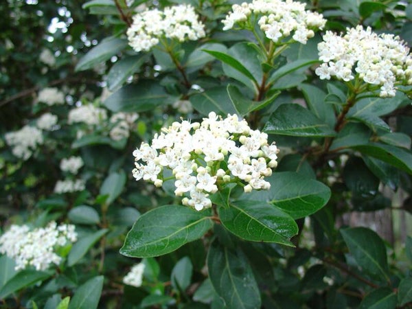 Viburnum tinus pot 25L