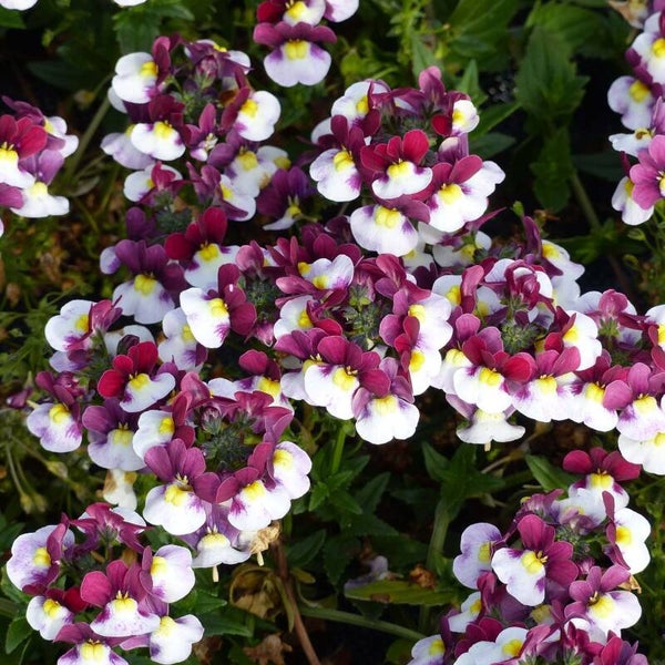 Nemesia sunpeddle 'Painted Rose'