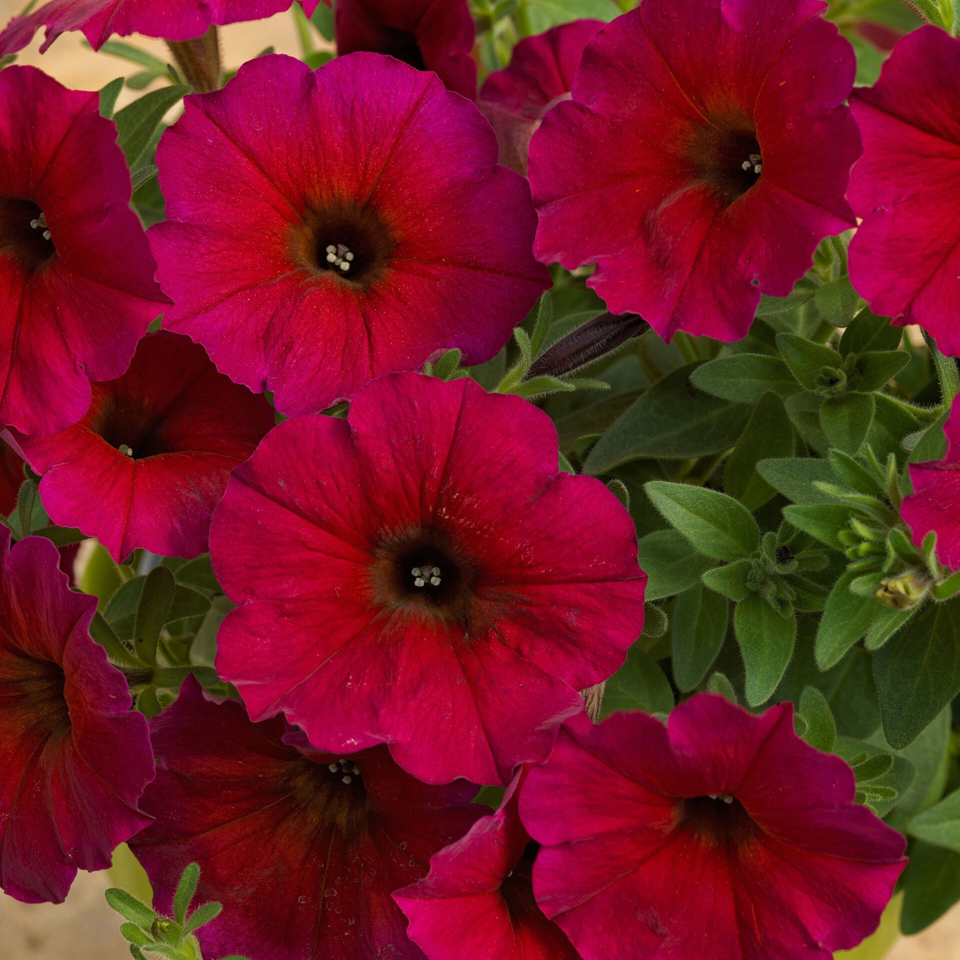 Petchoa Beautical Bordeaux