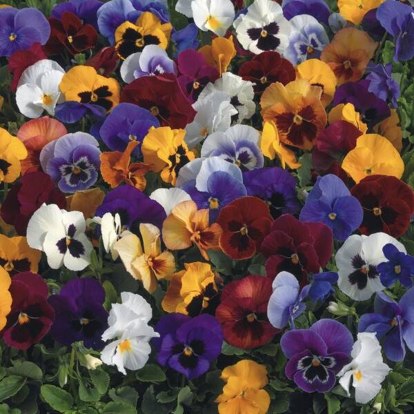 Viola wittrockiana Carrera Mix (mix van kleuren)