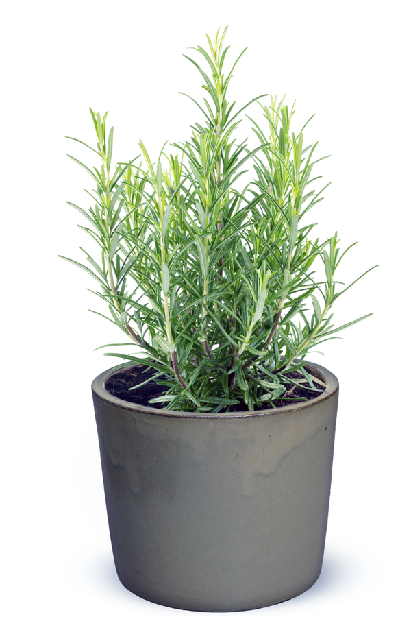 Rosmarinus officinalis