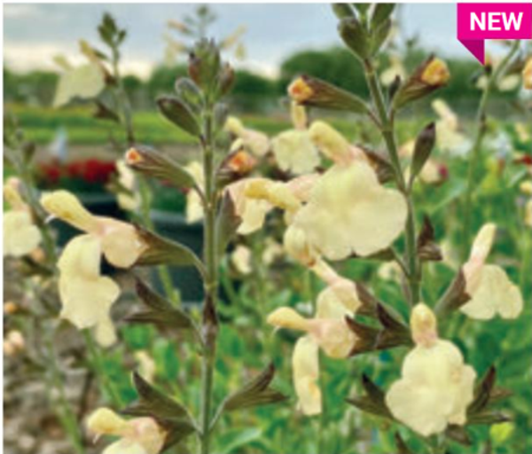 Salvia microphylla "Salvinio Lemon"