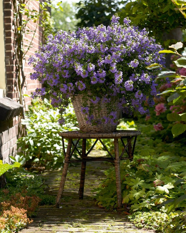 Scaevola Trailing Surdiva "Blue"