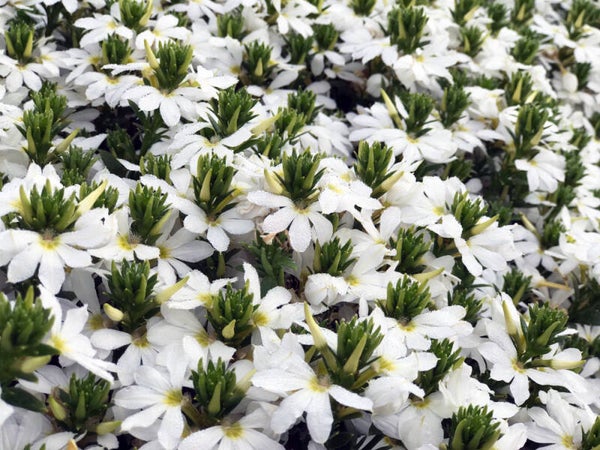 Scaevola Trailing Surdiva "Snow Blanket"