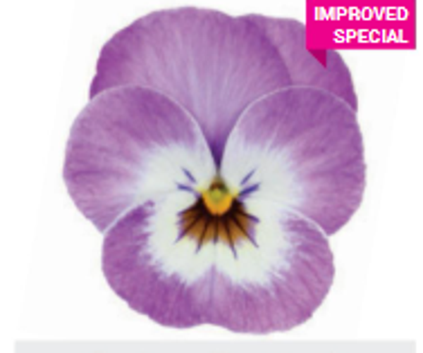 Viola cornuta 'Butterfly rose white face'